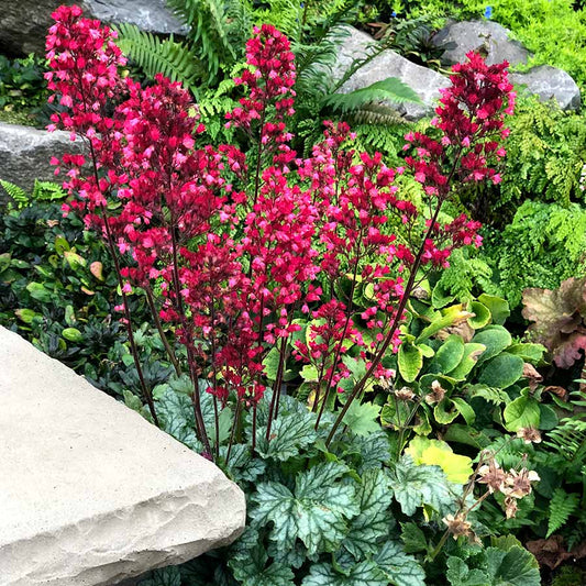 Heuchera City Paris