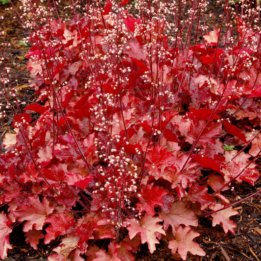 Heuchera 'Peach Flambé'