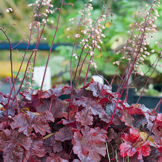 Heuchera 'Cajun Fire'