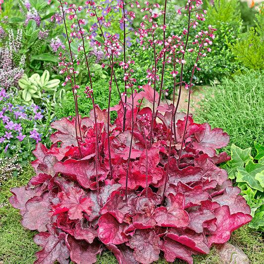 Heuchera 'Fire Chief'