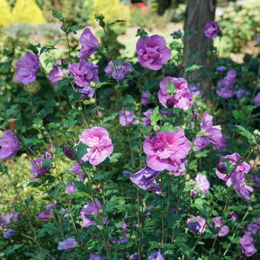 Hibiscus syriacus 'Dark Lavender Chiffon'