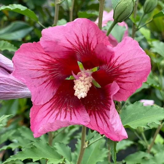 Hibiscus syriacus 'Red Pillar'