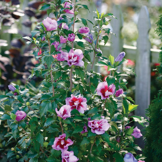 Hibiscus syriacus 'Purple Pillar'