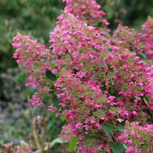 Hydrangea paniculata 'Pink Diamant'