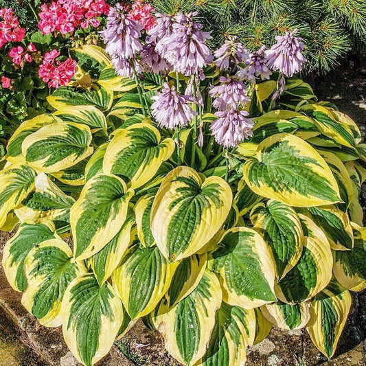 Hosta 'Brim Cup'