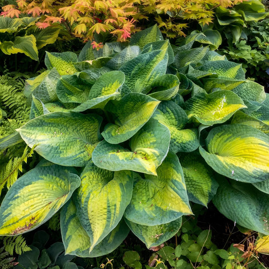 hosta 'Brother Stefan'
