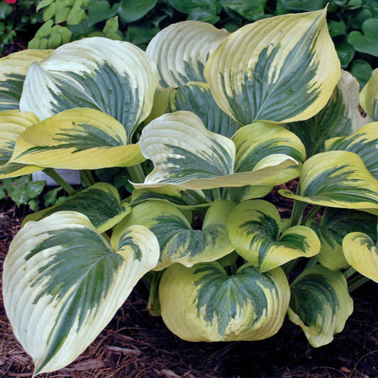 Hosta 'Liberty'