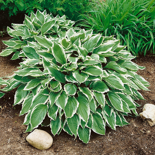 Hosta 'Undulata Albomarginata'