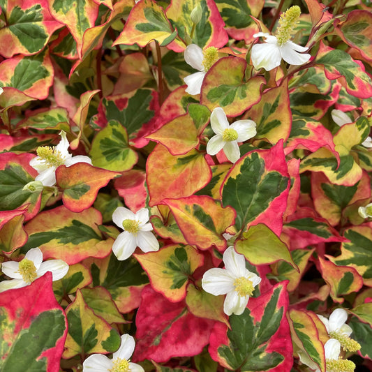 Houttuynia cordata 'Chameleon'