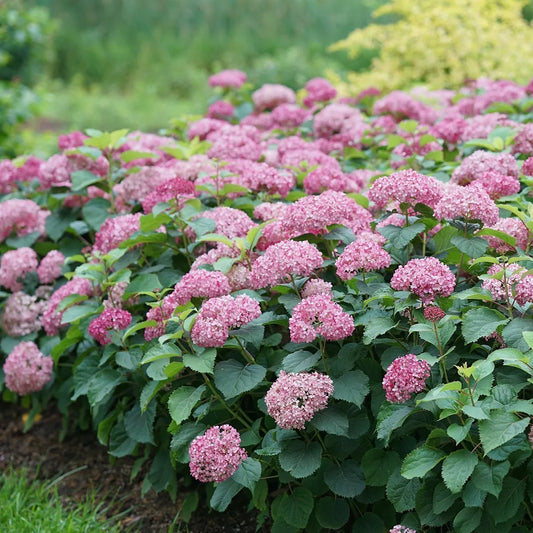 Hydrangea arborescens 'Invicibelle Mini Mauvette'