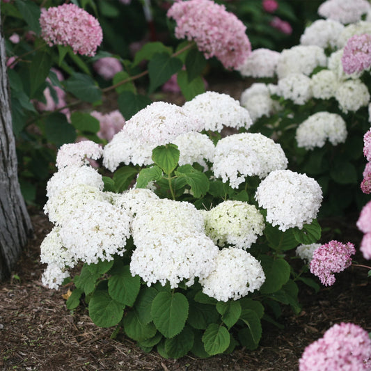 Hydrangea arborescens 'Invicibelle Wee White'