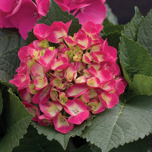 Hydrangea macrophylla 'Cityline Paris'