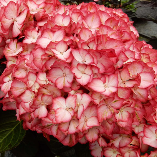 Hydrangea macrophylla 'Kimono'