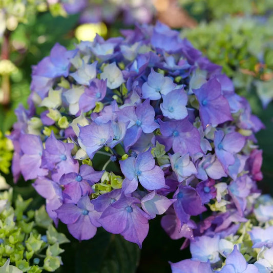 Hydrangea macrophylla 'Let's Dance Lovable'