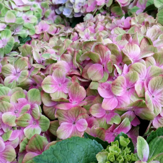 Hydrangea macrophylla 'Magical Amethyst'