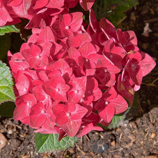 Hydrangea macrophylla 'Red Sensation'