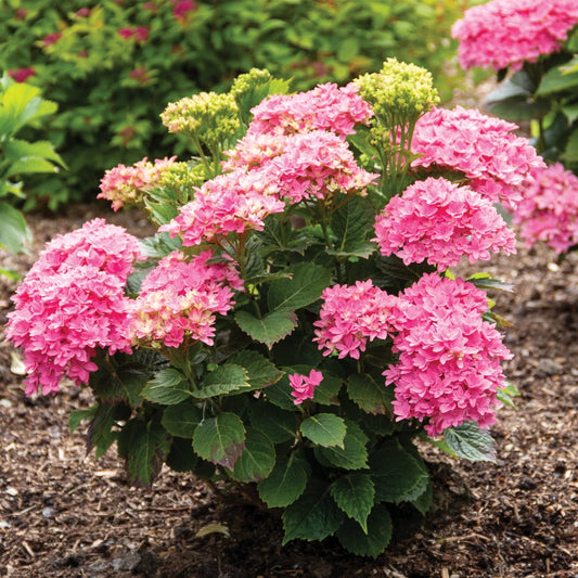Hydrangea macrophylla 'Starfield'