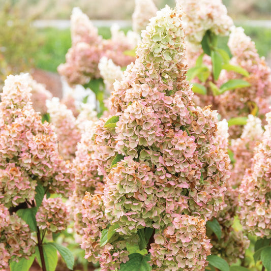 Hydrangea paniculata 'Lavalamp Moonrock' ('Sublime')