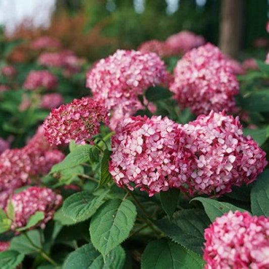 Hydrangea arborescens 'Invicibelle Ruby'