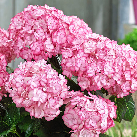 Hydrangea macrophylla 'Miss Saori'