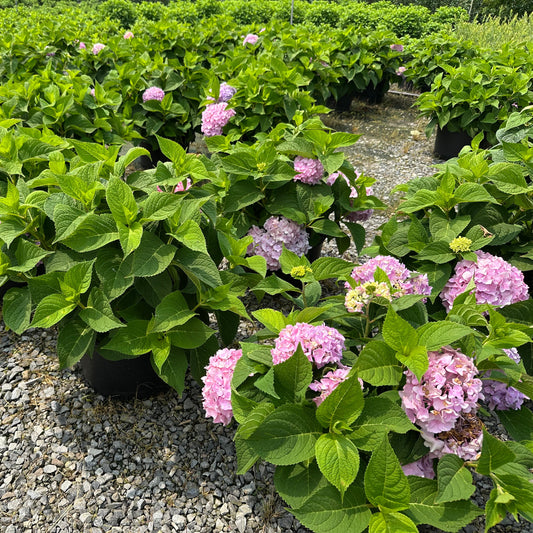 Hydrangea macrophylla 'Endless Summer'