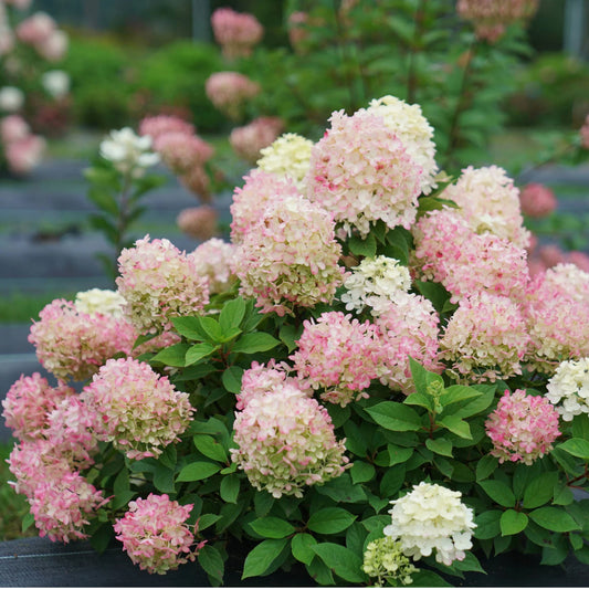 Hydrangea paniculata 'Fire Light' (sur tige)