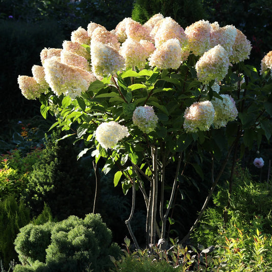 Hydrangea paniculata 'Grandiflora'
