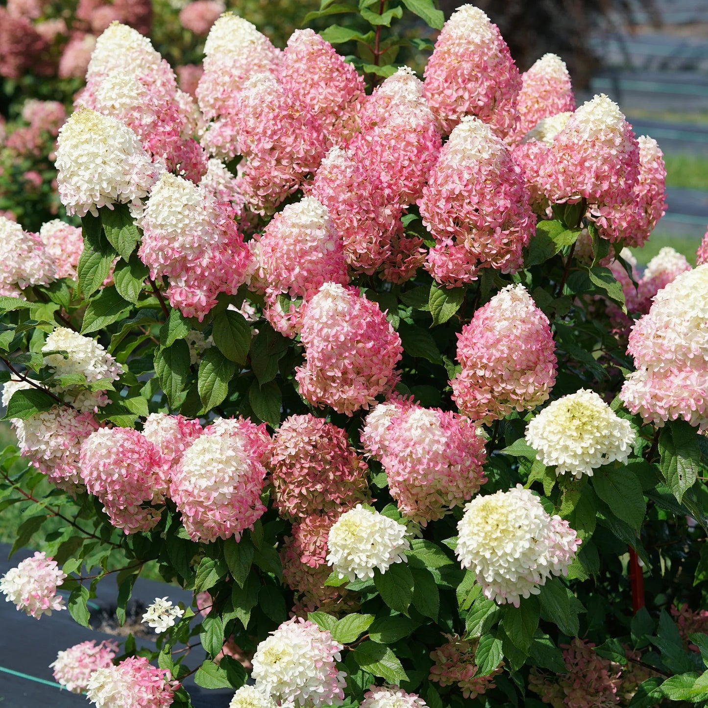 Hydrangea paniculata 'Quick Fire Fab'