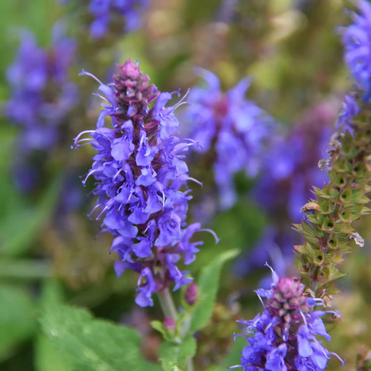 Hyssopus officinalis