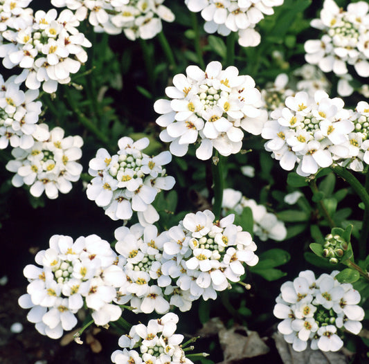 Iberis sempervirens 'Purity'