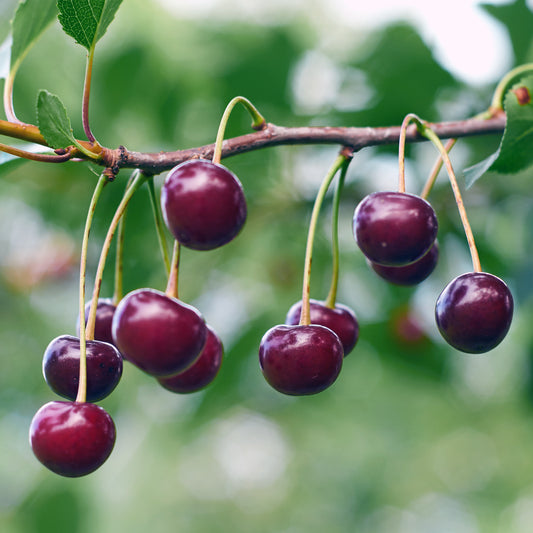 Prunus cerasus 'Carmin Jewel' (biologique)