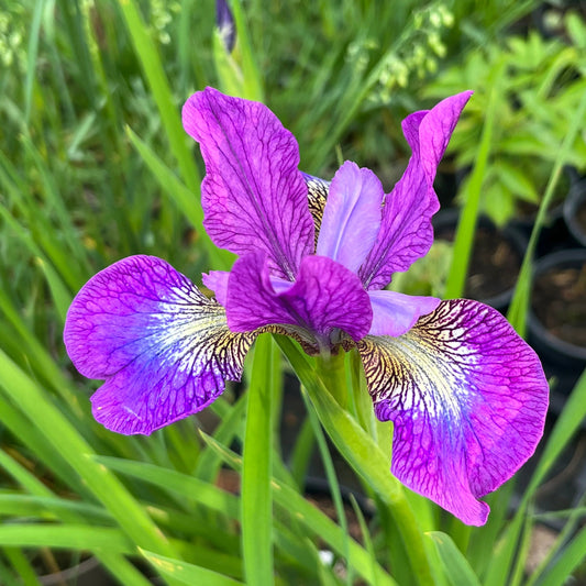 Iris sibirica 'Illini Charm'