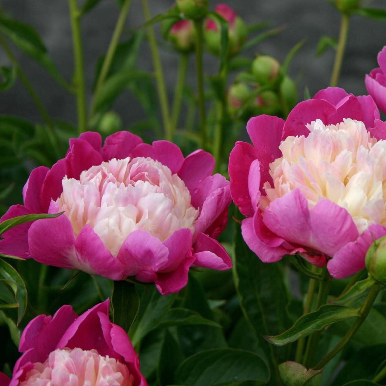 Paeonia 'Gay Paree'