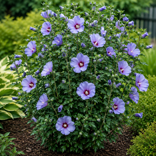 Hibiscus syriacus 'Oiseau Bleu'