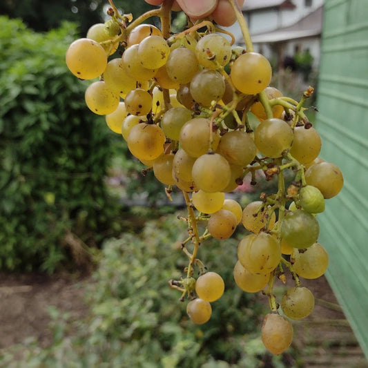 Vitis riparia 'Osceola Muscat' (biologique)