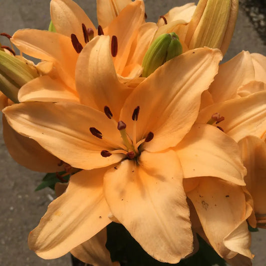 Lilium 'Tiny Moon'