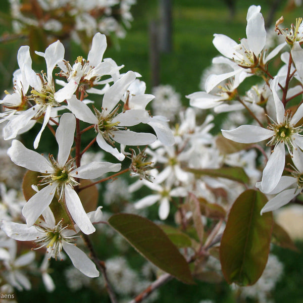 Amelanchier canadensis