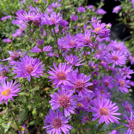Aster 'Woods Purple'