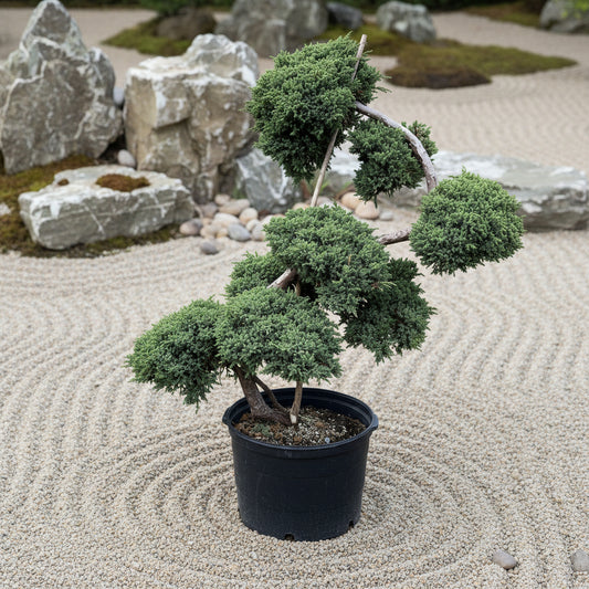 Juniperus procumbens 'Nana' (pompons-serpentins)