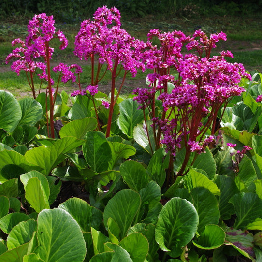 Bergenia 'Bressingham Ruby'