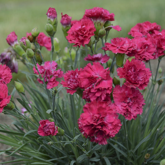 Dianthus Fruit Punch 'Cranberry Cocktail'