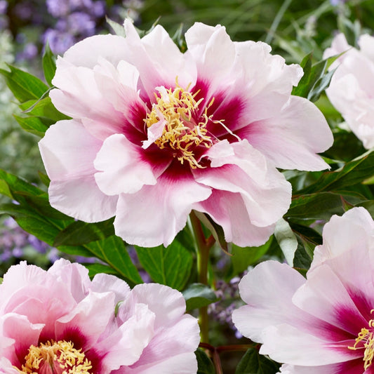 Paeonia Itoh 'Cora Louise'