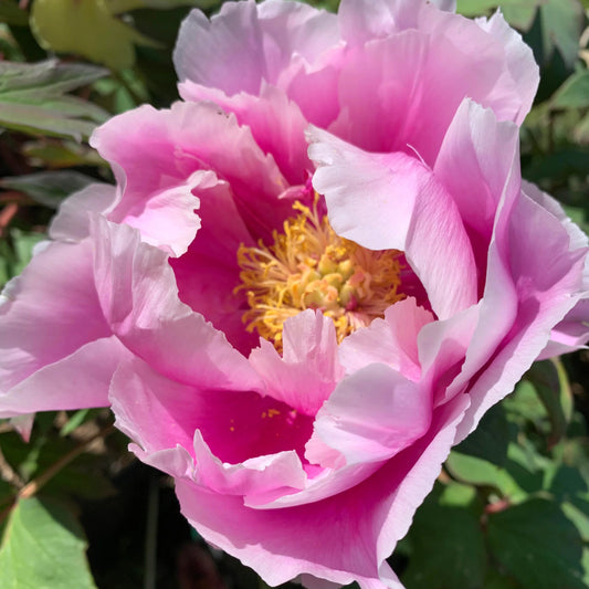 Paeonia 'Kamada Nishiki'