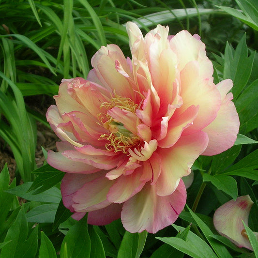Paeonia Itoh 'Julia Rose'