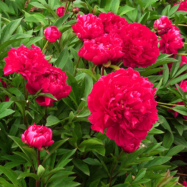 Paeonia Karl Rosenfield