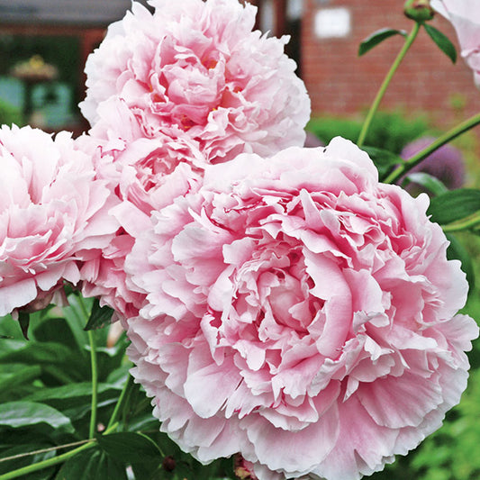 Paeonia 'Sarah Bernhardt'