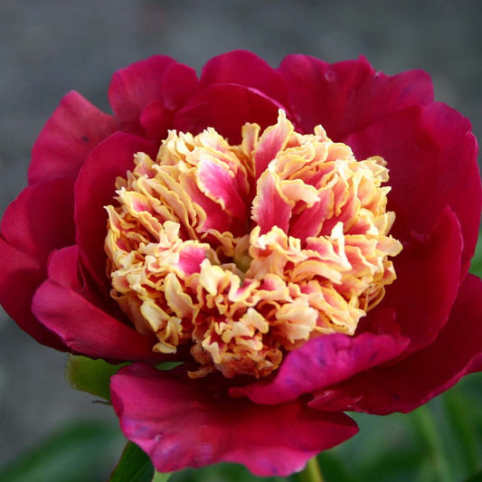 Paeonia 'Sword Dance'