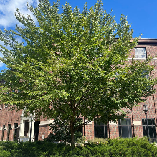 Ulmus parvifolia 'Patriot'