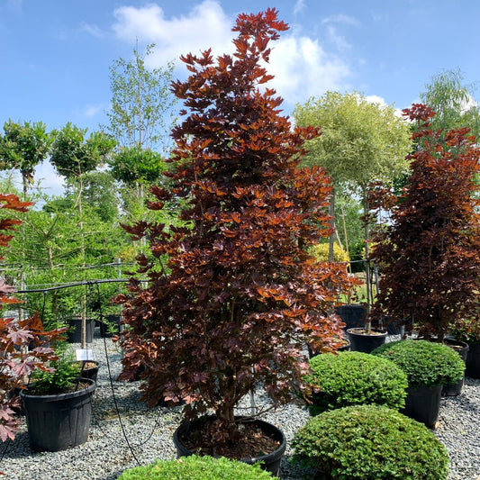 Acer platanoides 'Crimson Sentry'