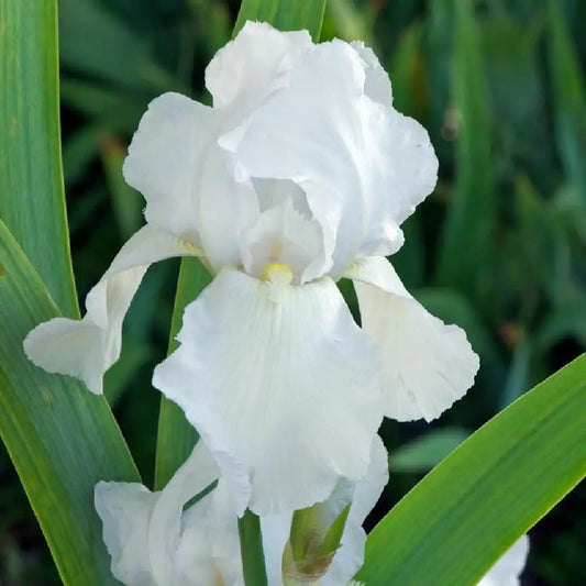 Iris barbata 'Immortality'